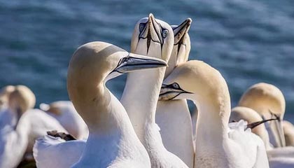 开云体育在线-墨西哥逆转意大利，托雷斯打破历史纪录：足球赛场上的传奇瞬间