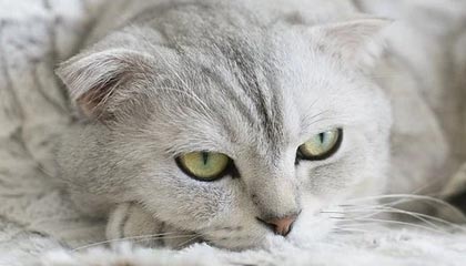 开云体育APP下载-篮网B队逆转国王，哈登统治全场：青春力量与明星风采的完美交汇