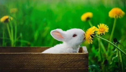 开云APP-曼联惊艳意大利，科曼三球闪耀赛场，球队士气再创新高